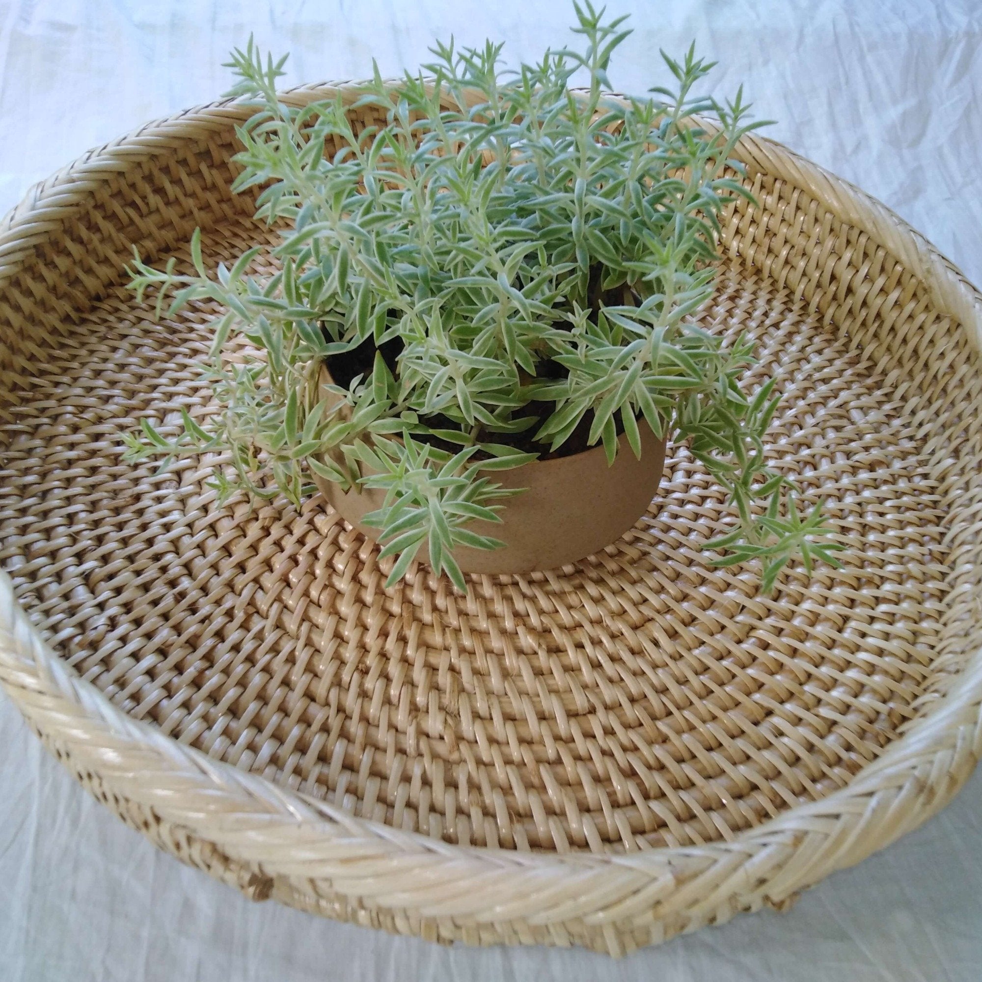 Circular Cane Woven Tray